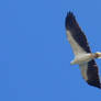 White-Bellied Sea Eagle