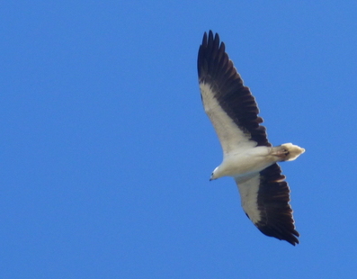 White-Bellied Sea Eagle