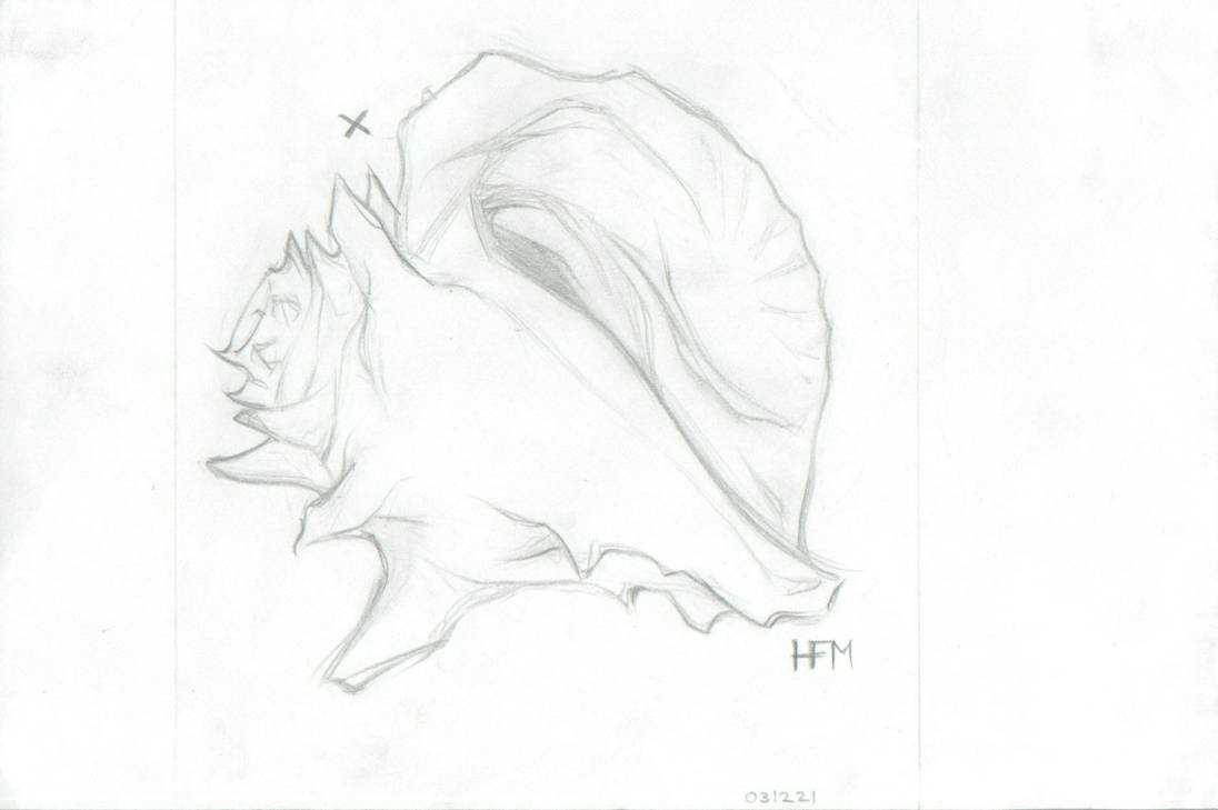 Conch Shell by everythingisbroken on DeviantArt