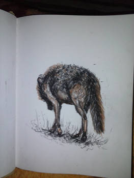 Loner Wolf _Diary sketch
