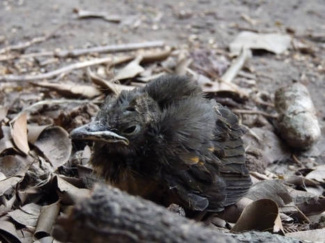 Turdus rufiventris