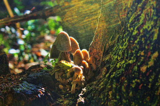 # Psychedelic Shrooms are phychedelic.