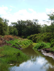 Mossy River in Hawaii