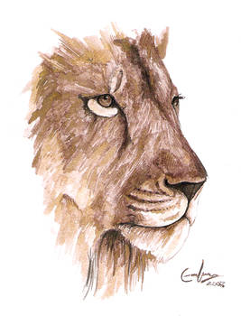 lion portrait