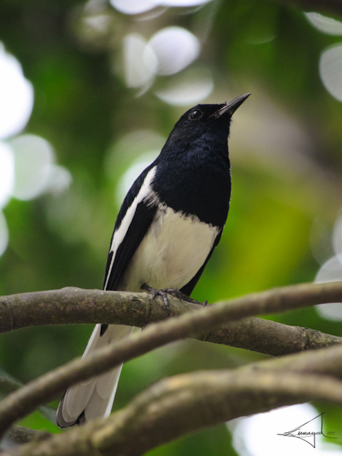 National Bird of Bangladesh by Usayed on DeviantArt National Bird of Bangladesh by Usayed on DeviantArt