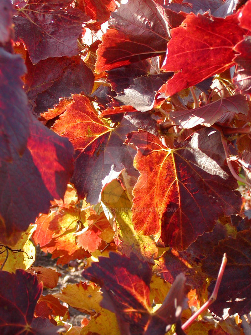 Grape leaves