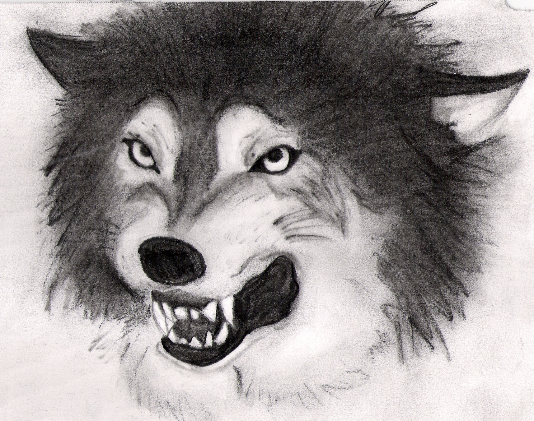 snarling wolf