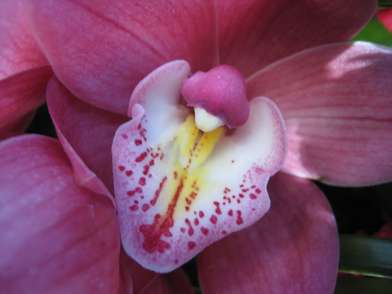 Orchid Close-Up