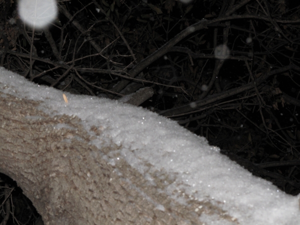 Snowy Tree Branch