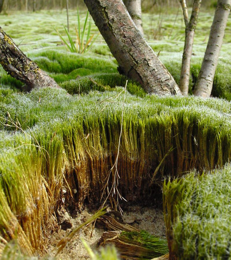 Moss-scape