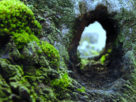 Moss-scape IV