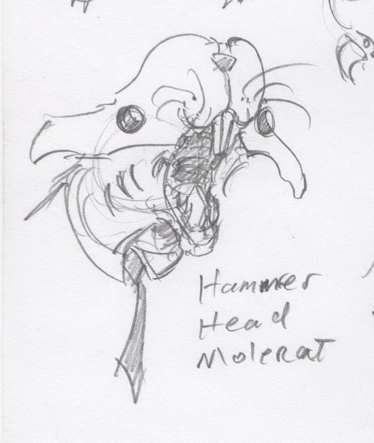 Hammer Head Molerat