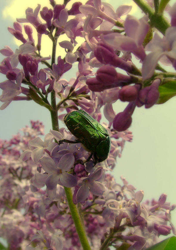 Random Insect by B-Rabbit-Art on DeviantArt