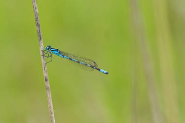 Odonata