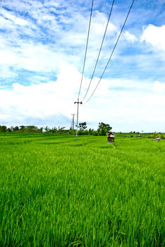 Bali Rice Paddy