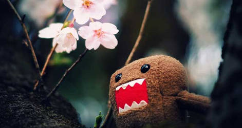 domo cherries