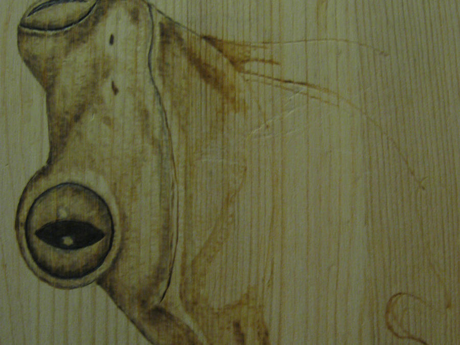 Pyrography frog by red-eye-tree-frog on DeviantArt