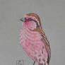 Febirdary #14 Himalayan Rosefinch