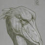 Shoebill Stork