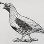 Gambel's Quail (male, ink)