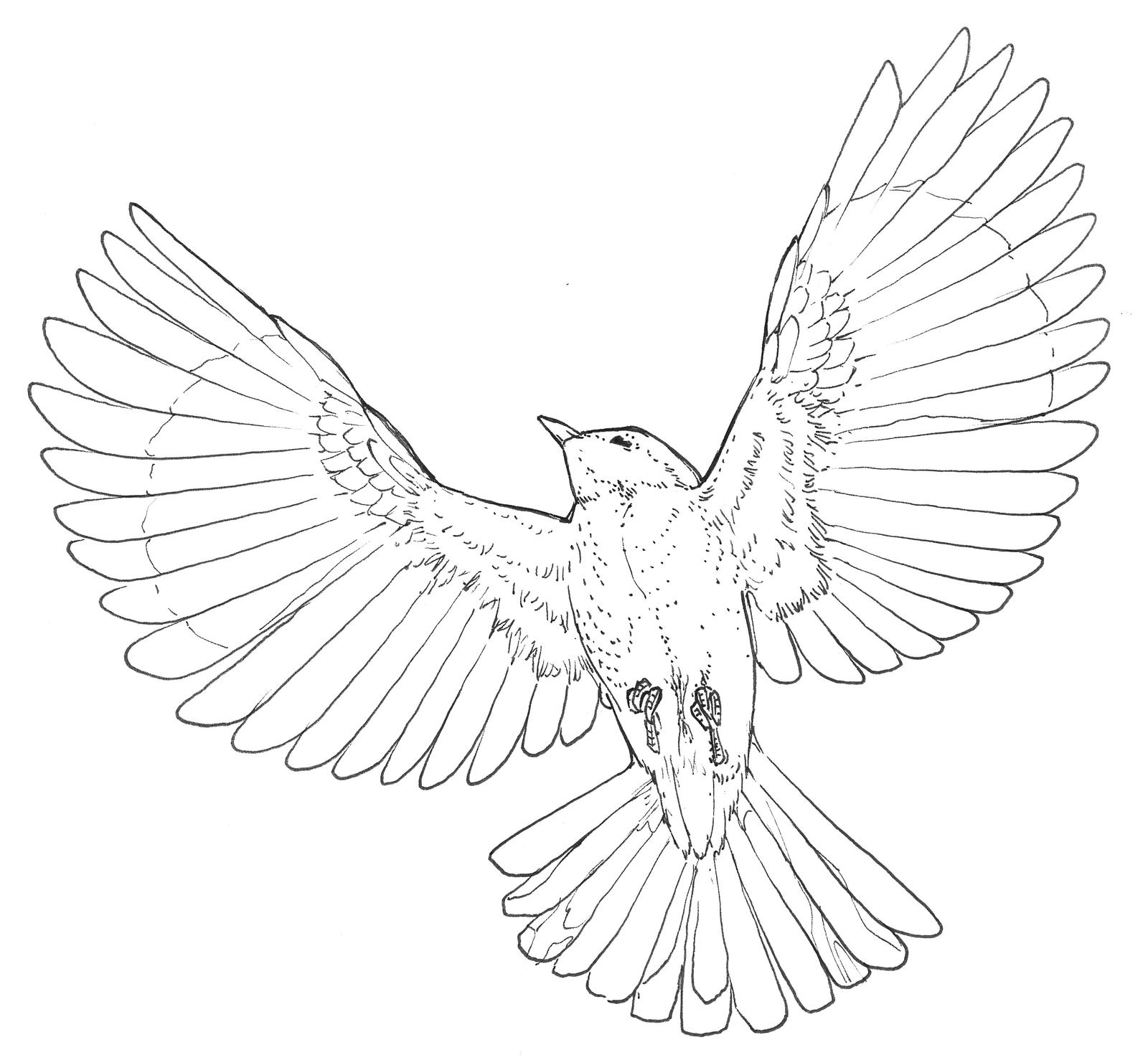 Flying Ink Northern Mockingbird (flying, ink) by VeronRishka on DeviantArt