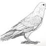 Common Raven (profile, ink)