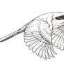 Loggerhead Shrike (flying, ink)