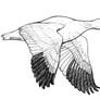 Snow Goose (flying, ink)