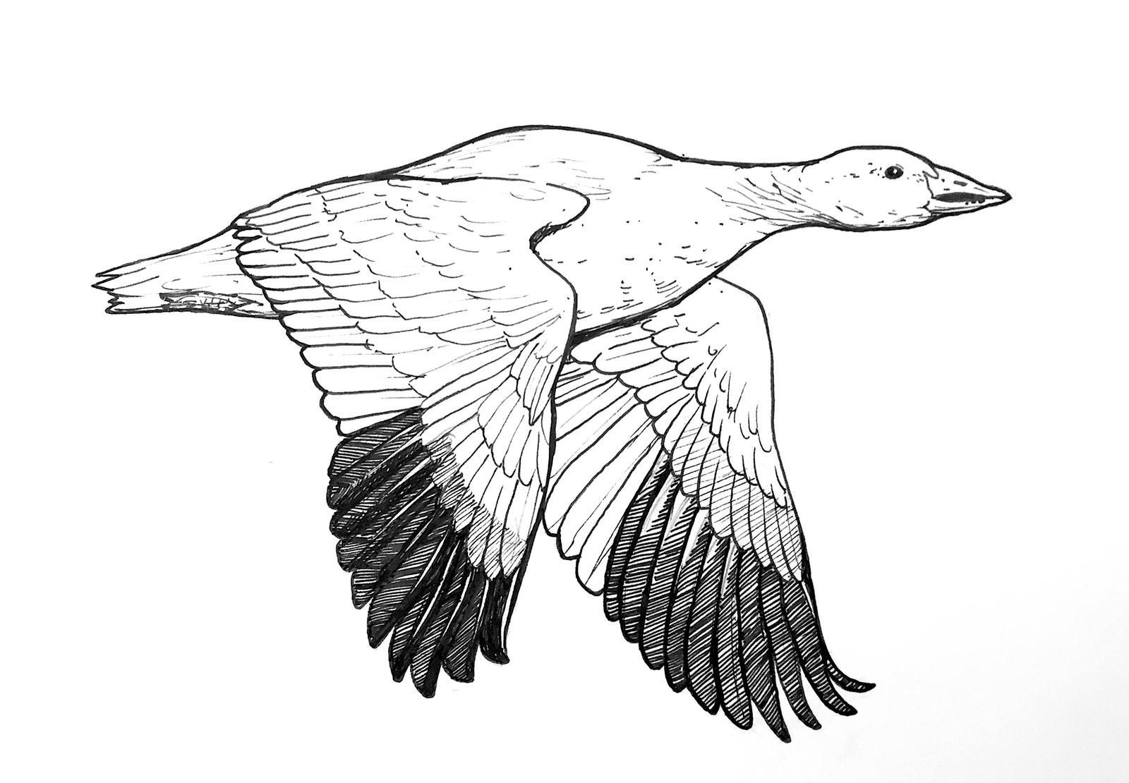Snow Goose (flying, ink) by VeronRishka on DeviantArt