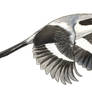 Loggerhead Shrike (flying, ink + paint)