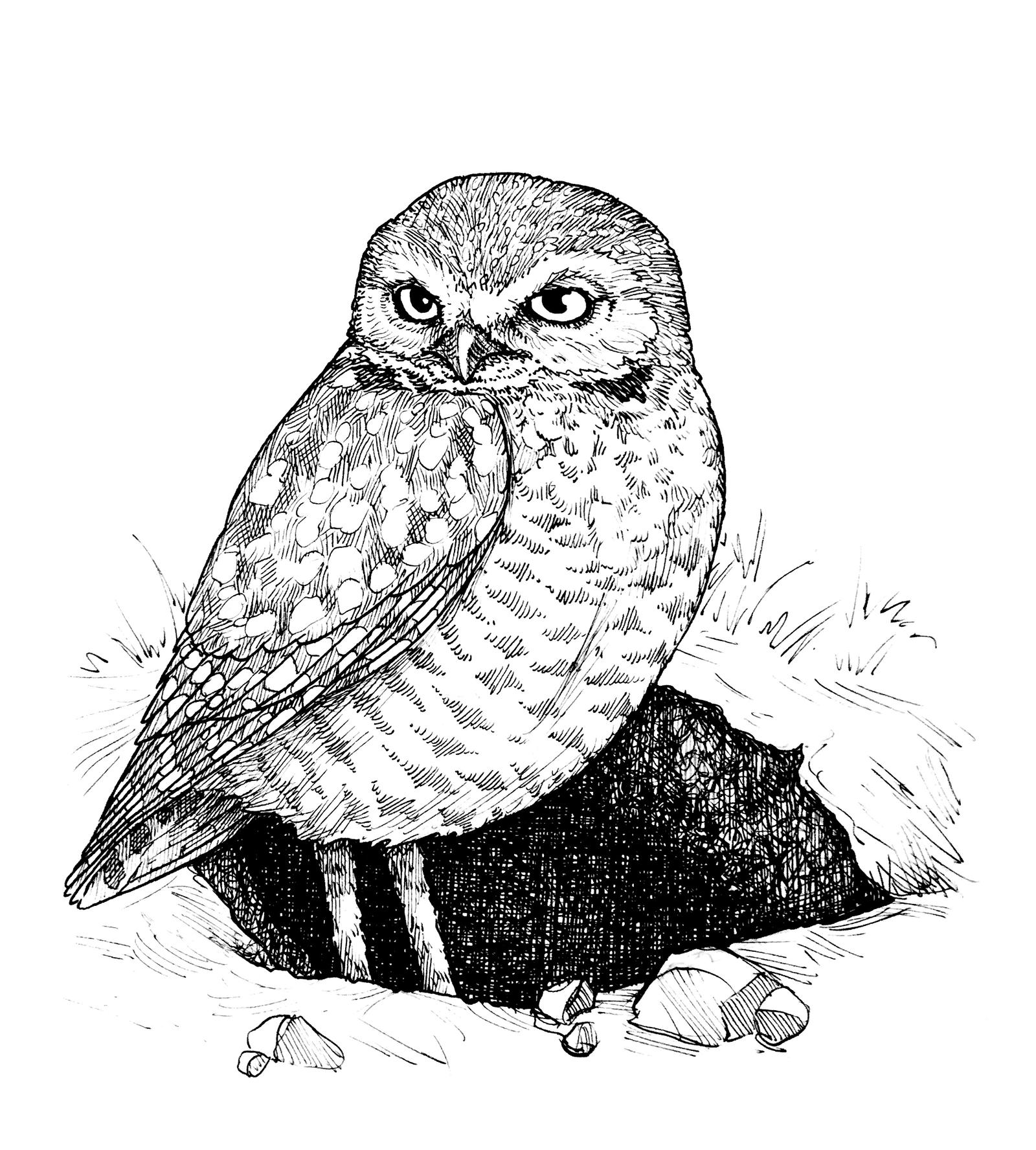 How To Draw Burrowing Owl how-to-draw-burrowing-owl