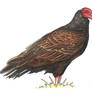 Turkey Vulture (profile, ink + paint)