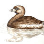Pied-billed Grebe (adult, ink + paint)