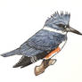 Belted Kingfisher (female, ink + paint)
