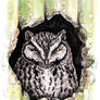 Western Screech Owl (in saguaro, ink + paint)