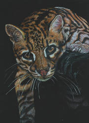 Ocelot