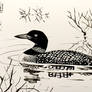 Common Loon (in lake, ink)