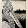 Dalmatian Pelican