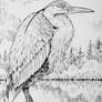 Great Blue Heron (in lake, ink)