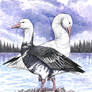 Snow Geese (blue and white morphs)