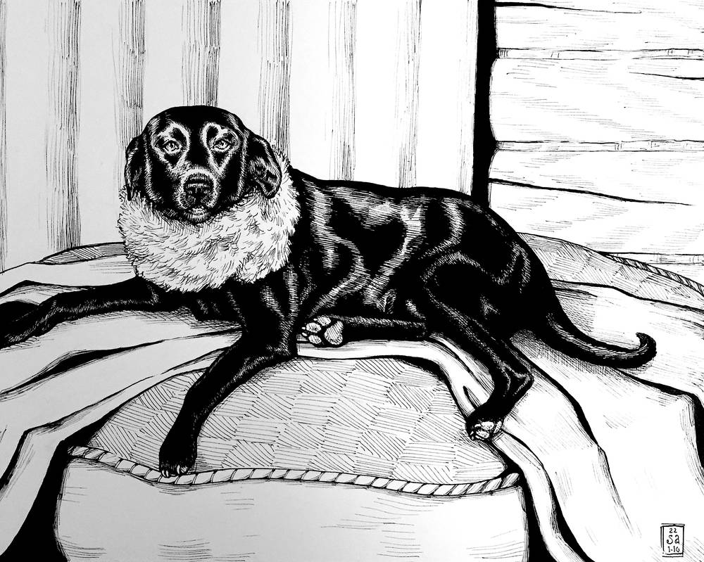 Black Lab Deviantart Commission - Black Lab Portrait (ink) by VeronRishka on DeviantArt