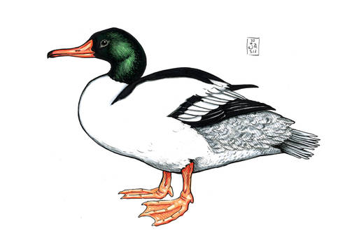 Common Merganser (Mergus merganser, male)