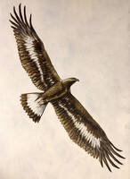 Juvenile Golden Eagle (Aquila chrysaetos)