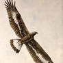 Juvenile Golden Eagle (Aquila chrysaetos)