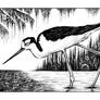 Black-necked Stilt I (Himantopus mexicanus)