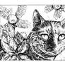 Cat with plants (study, ink)