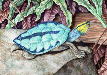 Burmese roofed turtle (male)