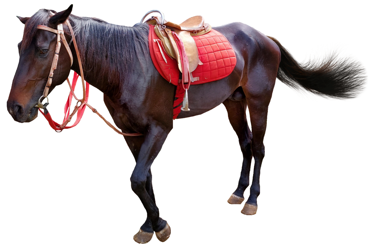 Saddled Horse by Mamlukzilla on DeviantArt