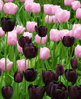 Tulips