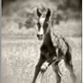 Foal